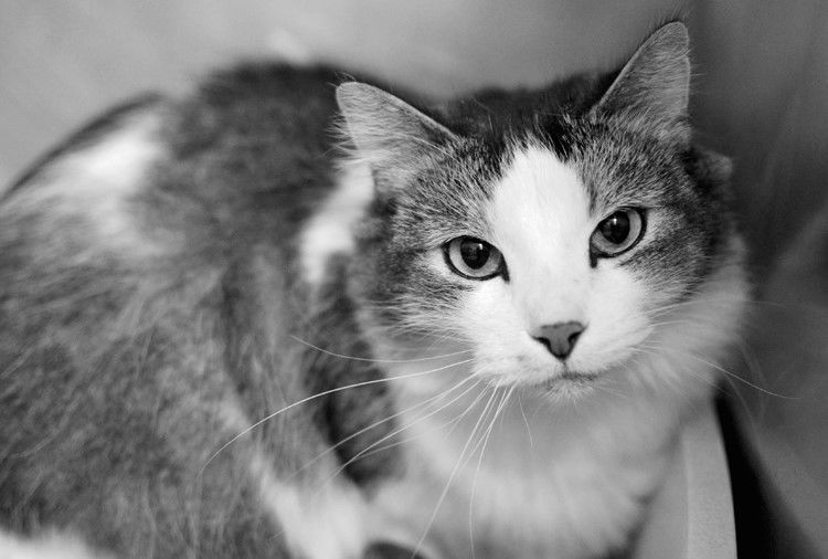 PET OF THE WEEK